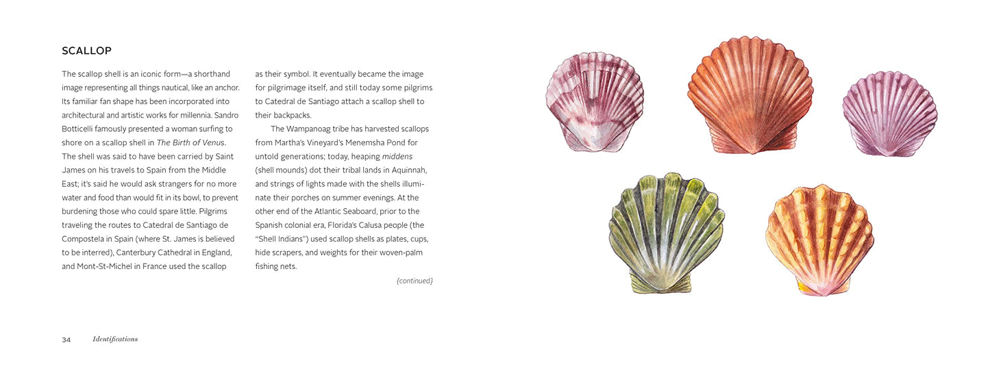 The Beachcomber's Companion: An Illustrated Guide to Collecting and Identifying Beach Treasures (Watercolor Seashell and Shell Collecting Book, Beach Lover Gift)