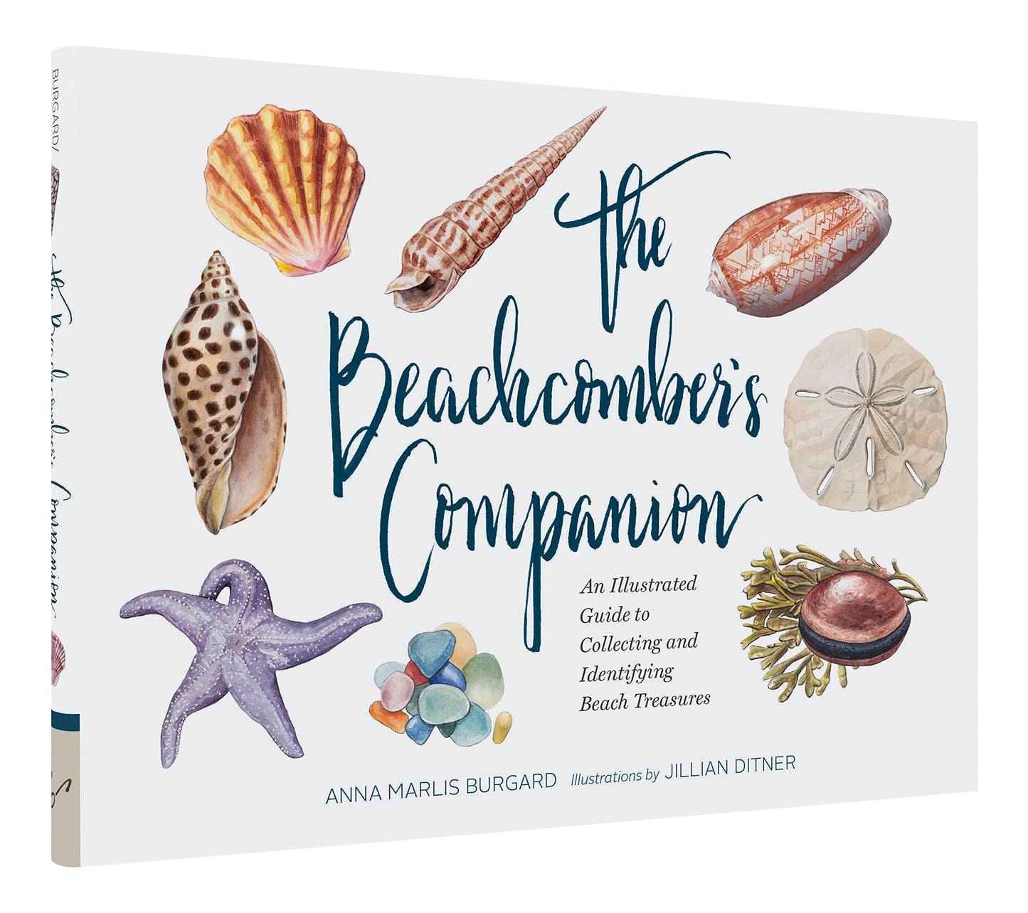 The Beachcomber's Companion: An Illustrated Guide to Collecting and Identifying Beach Treasures (Watercolor Seashell and Shell Collecting Book, Beach Lover Gift)